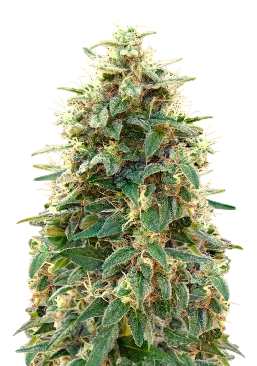 00 Cheese Auto | AUTOFEM | 00 Seeds - Freigestellt 2026-08-13