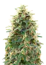 00 Cheese Auto | AUTOFEM | 00 Seeds - Freigestellt 2026-08-13
