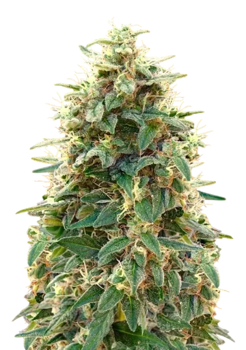 00 Cheese Auto | AUTOFEM | 00 Seeds - Freigestellt 2026-08-13