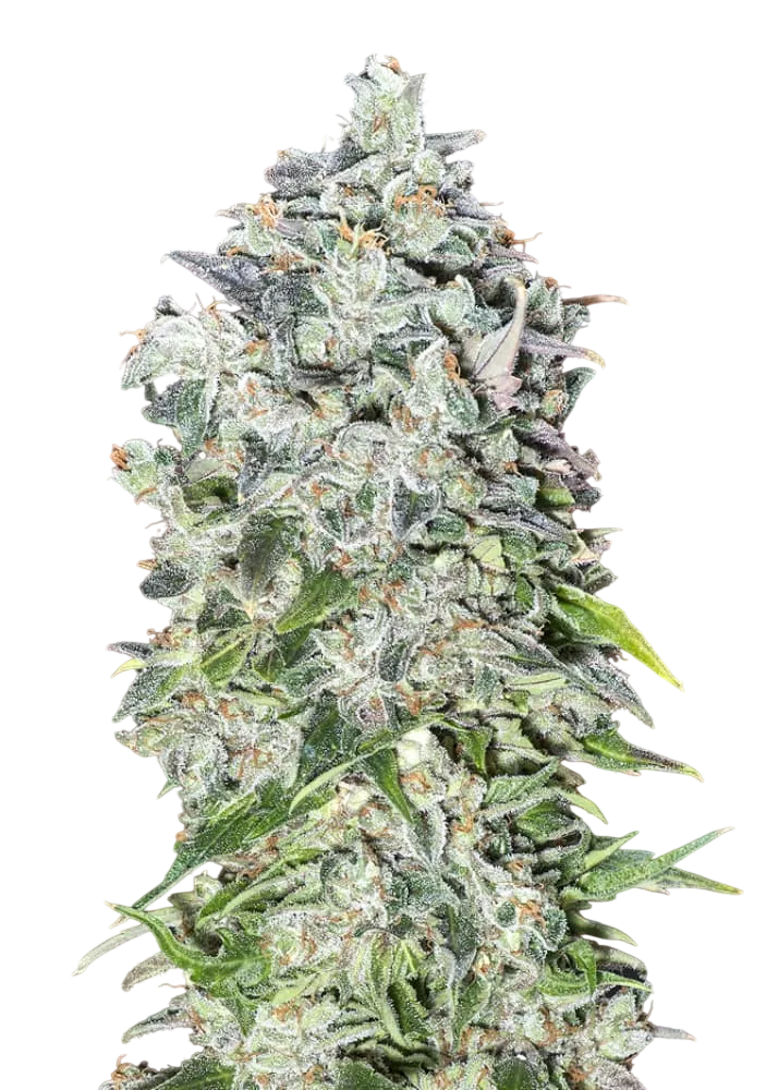 00 Kush Auto | AUTOFEM | 00 Seeds - Freigestellt 2026-08-13