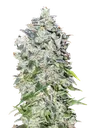 00 Kush Auto | AUTOFEM | 00 Seeds - Freigestellt 2026-08-13