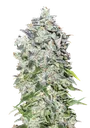 00 Kush Auto | AUTOFEM | 00 Seeds - Freigestellt 2026-08-13