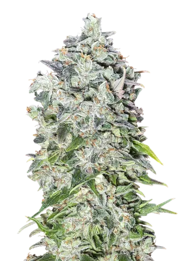 00 Kush Auto | AUTOFEM | 00 Seeds - Freigestellt 2026-08-13