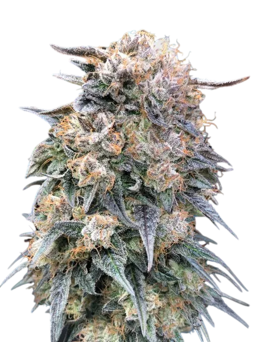 00 Kush FAST | PHOTOFEM | 00 Seeds - Freigestellt 2026-08-13