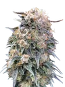 00 Kush FAST | PHOTOFEM | 00 Seeds - Freigestellt 2026-08-13