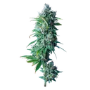 24K Gold | PHOTOFEM | DNA Genetics - Freigestellt 2026-08-13
