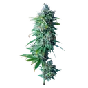 24K Gold | PHOTOFEM | DNA Genetics - Freigestellt 2026-08-13