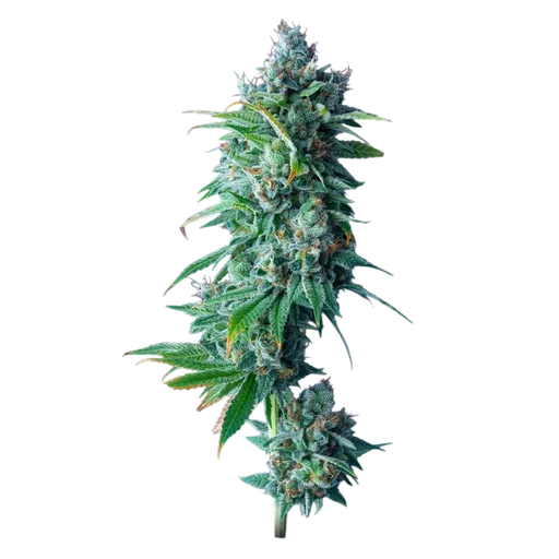 24K Gold | PHOTOFEM | DNA Genetics - Freigestellt 2026-08-13
