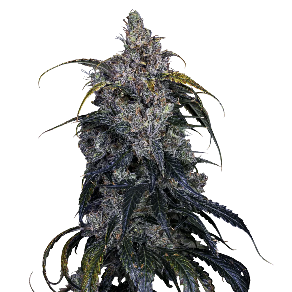 3 Bears OG Auto | AUTOFEM | Mephisto Genetics - Freigestellt 2026-08-13
