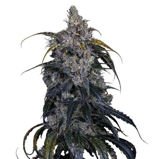 3 Bears OG Auto | AUTOFEM | Mephisto Genetics - Freigestellt 2026-08-13