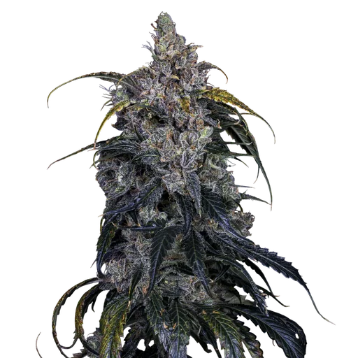 3 Bears OG Auto | AUTOFEM | Mephisto Genetics - Freigestellt 2026-08-13