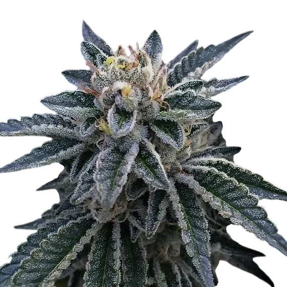 3Peat | PHOTOFEM | DNA Genetics - Freigestellt 2026-08-13