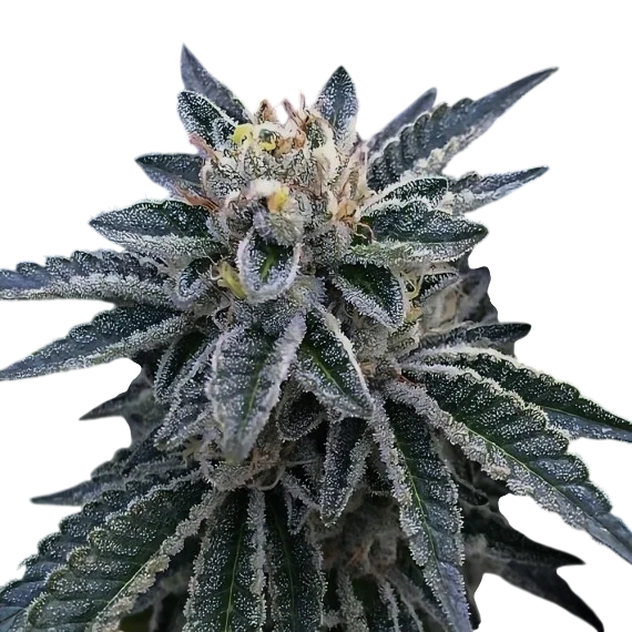 3Peat | PHOTOFEM | DNA Genetics - Freigestellt 2026-08-13