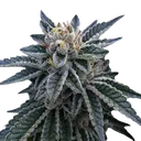 3Peat | PHOTOFEM | DNA Genetics - Freigestellt 2026-08-13