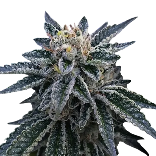 3Peat | PHOTOFEM | DNA Genetics - Freigestellt 2026-08-13