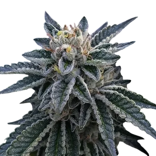 3Peat | PHOTOFEM | DNA Genetics - Freigestellt 2026-08-13