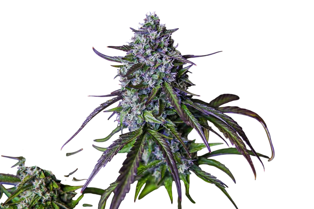 3Wok OG Auto | AUTOFEM | Mephisto Genetics - Freigestellt 2026-08-13