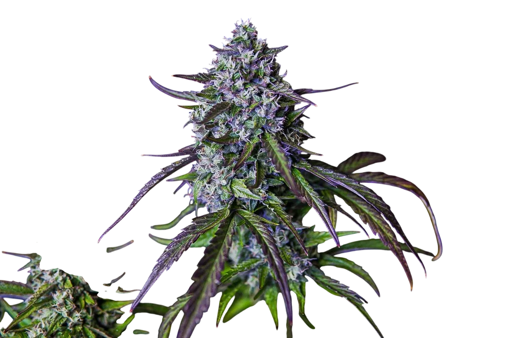 3Wok OG Auto | AUTOFEM | Mephisto Genetics - Freigestellt 2026-08-13