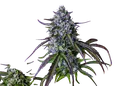 3Wok OG Auto | AUTOFEM | Mephisto Genetics - Freigestellt 2026-08-13