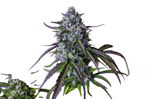 3Wok OG Auto | AUTOFEM | Mephisto Genetics - Freigestellt 2026-08-13