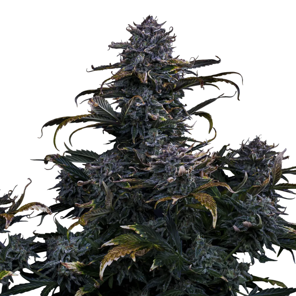 4 Assed Monkey Auto | AUTOFEM | Mephisto Genetics - Freigestellt 2026-08-13