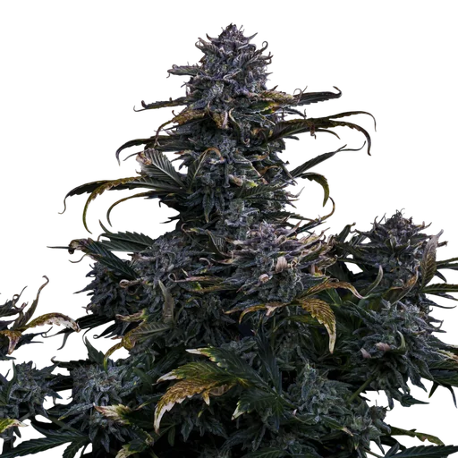 4 Assed Monkey Auto | AUTOFEM | Mephisto Genetics - Freigestellt 2026-08-13