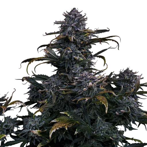 4 Assed Monkey Auto | AUTOFEM | Mephisto Genetics - Freigestellt 2026-08-13