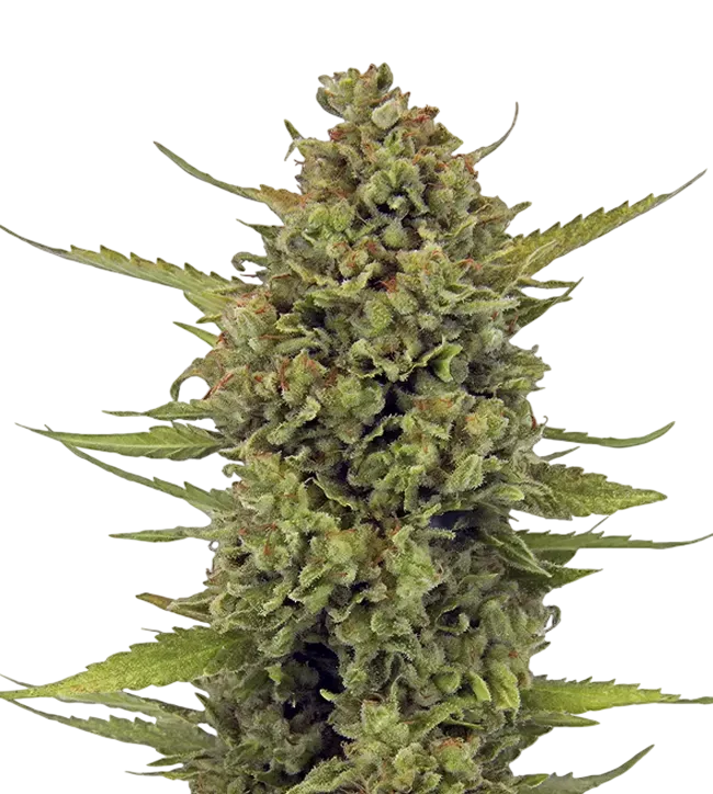 Acapulco Gold | PHOTOFEM | Barneys Farm - Freigestellt 2026-08-13