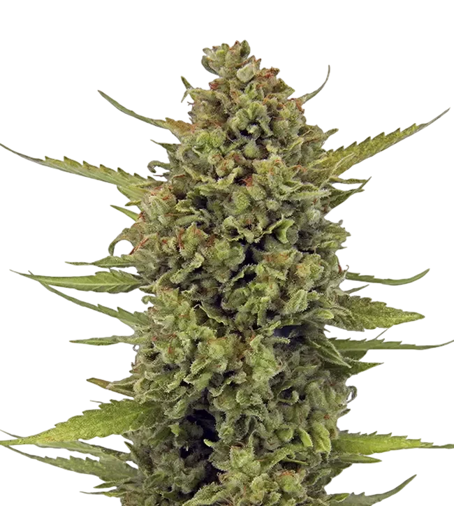 Acapulco Gold | PHOTOFEM | Barneys Farm - Freigestellt 2026-08-13