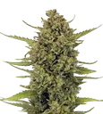 Acapulco Gold | PHOTOFEM | Barneys Farm - Freigestellt 2026-08-13