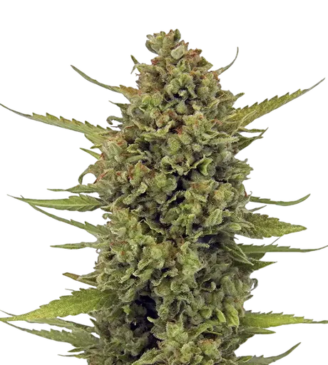Acapulco Gold | PHOTOFEM | Barneys Farm - Freigestellt 2026-08-13