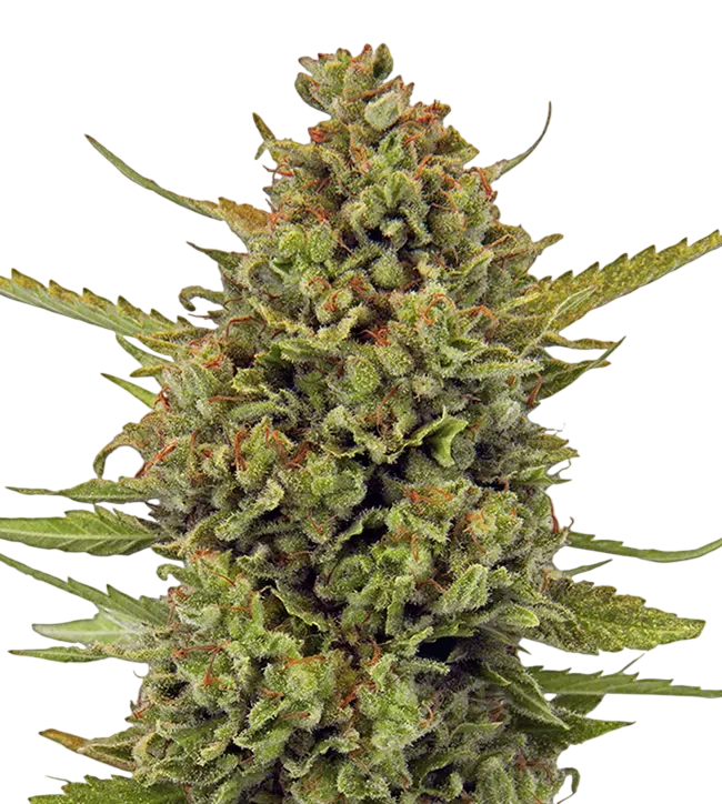 Acapulco Gold | PHOTOREG | Barneys Farm - Freigestellt 2026-08-13