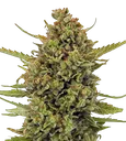 Acapulco Gold | PHOTOREG | Barneys Farm - Freigestellt 2026-08-13