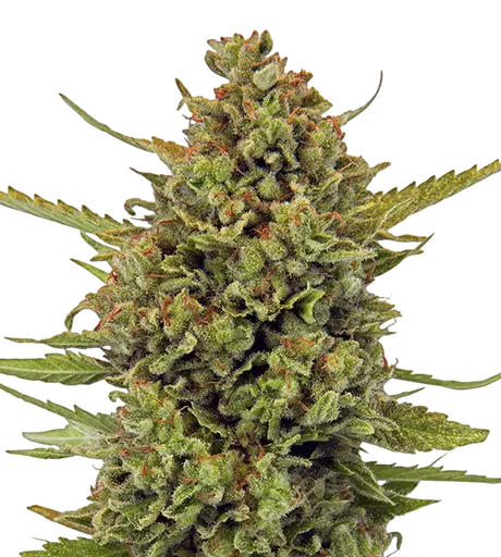 Acapulco Gold | PHOTOREG | Barneys Farm - Freigestellt 2026-08-13