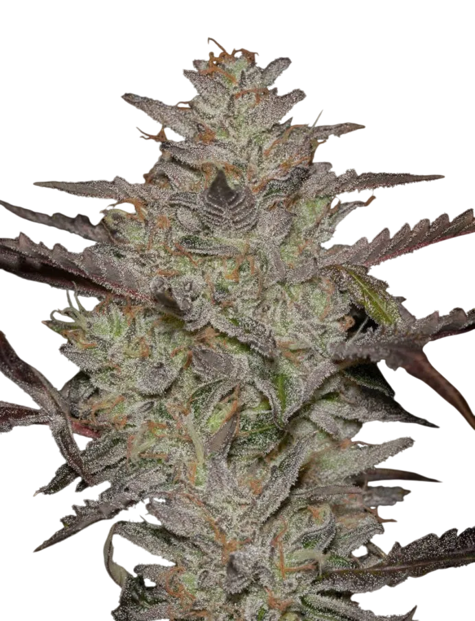 Alienz Auto | AUTOFEM | Greenhouse Seed Co. - Freigestellt 2026-08-13