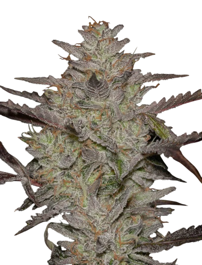 Alienz Auto | AUTOFEM | Greenhouse Seed Co. - Freigestellt 2026-08-13