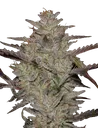 Alienz Auto | AUTOFEM | Greenhouse Seed Co. - Freigestellt 2026-08-13