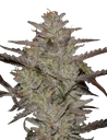 Alienz Auto | AUTOFEM | Greenhouse Seed Co. - Freigestellt 2026-08-13