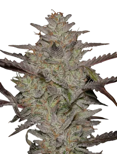 Alienz Auto | AUTOFEM | Greenhouse Seed Co. - Freigestellt 2026-08-13