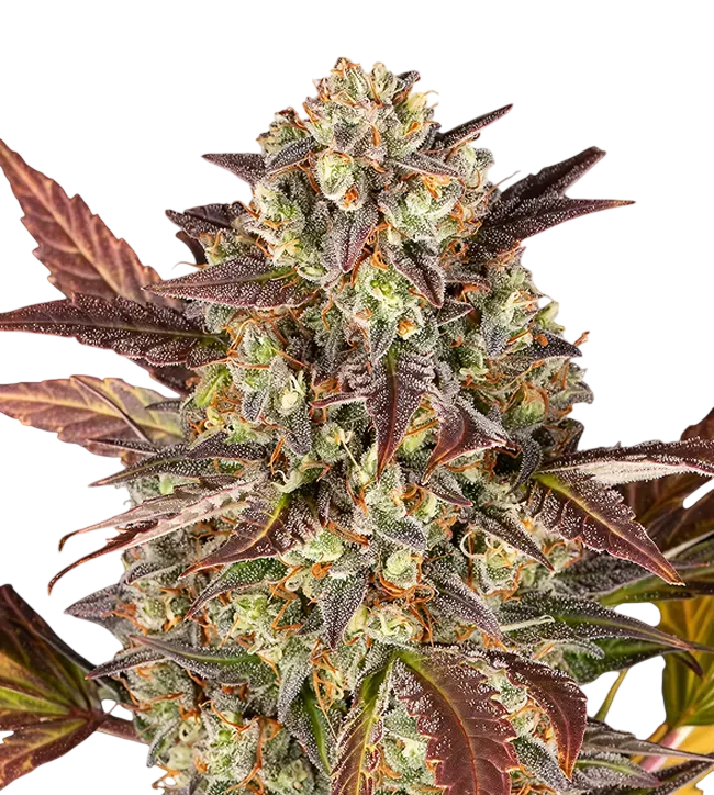 Amnesia Haze Auto | AUTOFEM | Barneys Farm - Freigestellt 2026-08-13