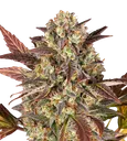 Amnesia Haze Auto | AUTOFEM | Barneys Farm - Freigestellt 2026-08-13