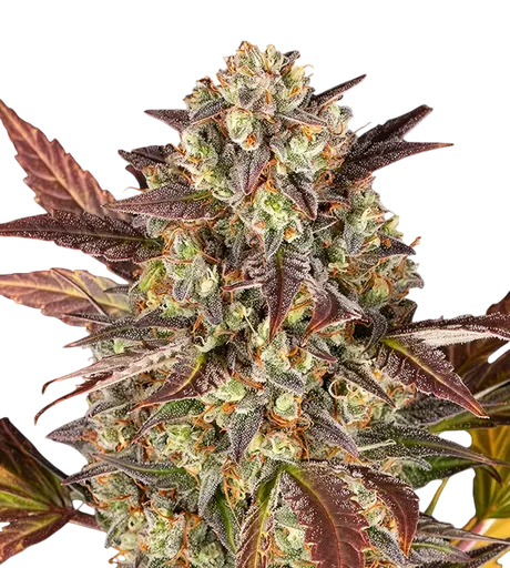 Amnesia Haze Auto | AUTOFEM | Barneys Farm - Freigestellt 2026-08-13