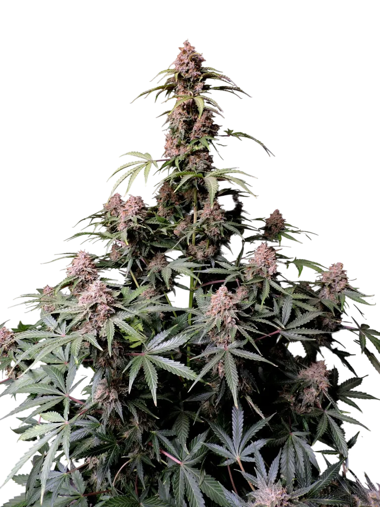 Amnesia Z Auto | AUTOFEM | Fast Buds - Freigestellt 2026-08-13