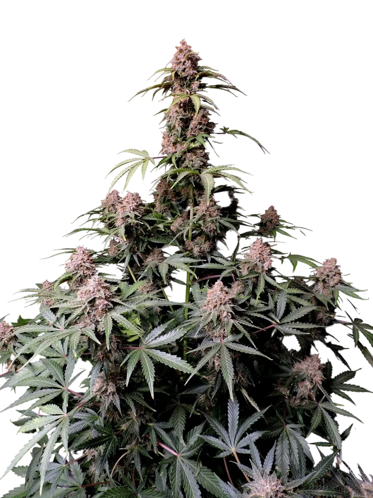 Amnesia Z Auto | AUTOFEM | Fast Buds - Freigestellt 2026-08-13