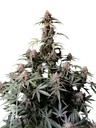 Amnesia Z Auto | AUTOFEM | Fast Buds - Freigestellt 2026-08-13