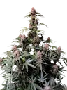 Amnesia Z Auto | AUTOFEM | Fast Buds - Freigestellt 2026-08-13