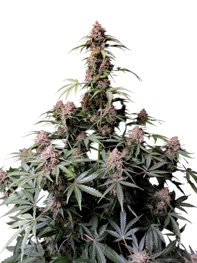 Amnesia Z Auto | AUTOFEM | Fast Buds - Freigestellt 2026-08-13