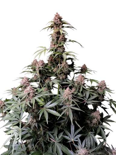Amnesia Z Auto | AUTOFEM | Fast Buds - Freigestellt 2026-08-13