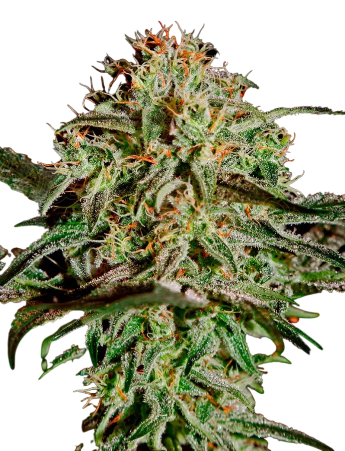 A.M.S. | PHOTOFEM | Greenhouse Seed Co. - Freigestellt 2026-08-13