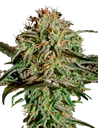 A.M.S. | PHOTOFEM | Greenhouse Seed Co. - Freigestellt 2026-08-13